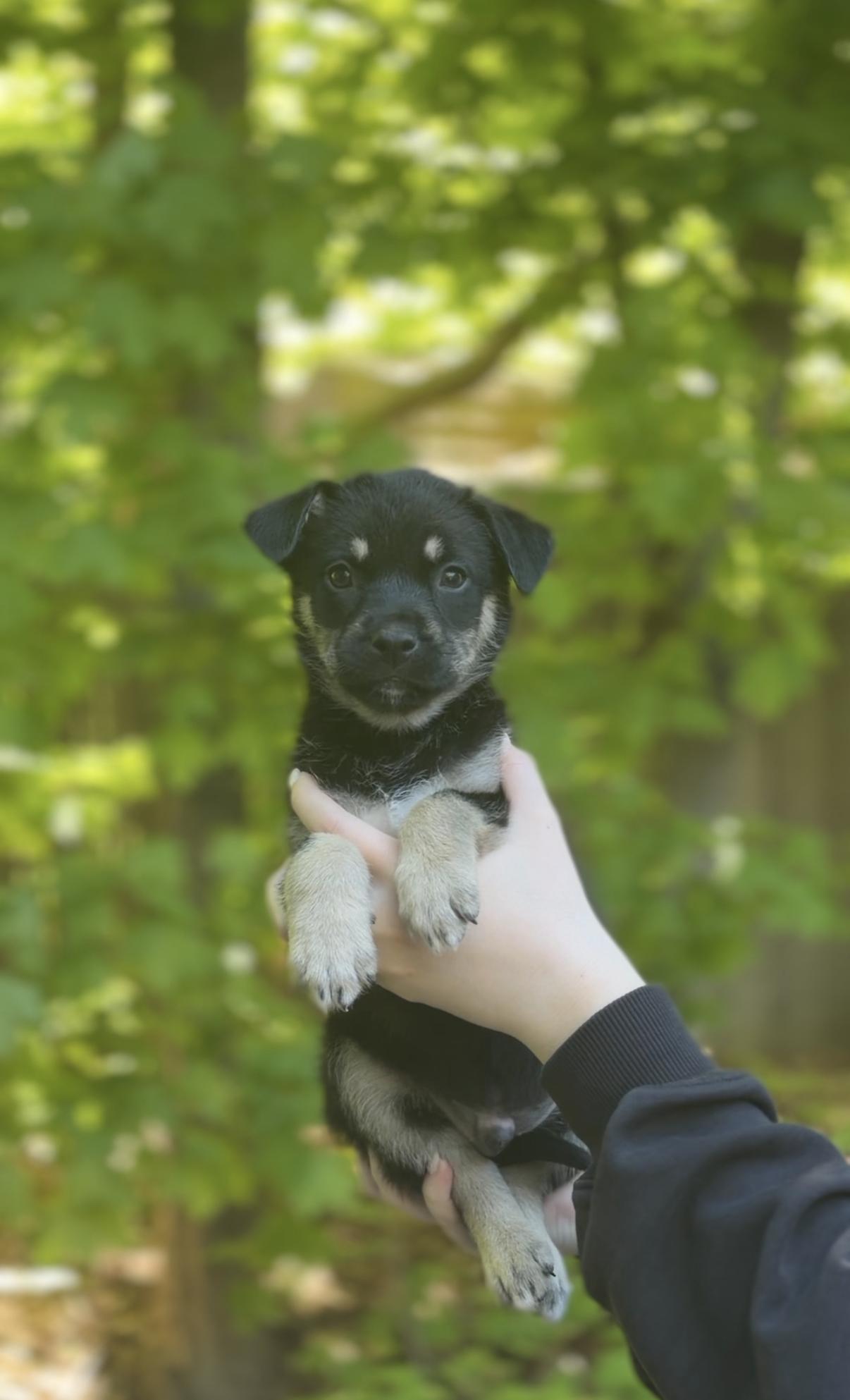 Enlarge Wish, an adoptable mixed breed in Avon, CT image 2/3