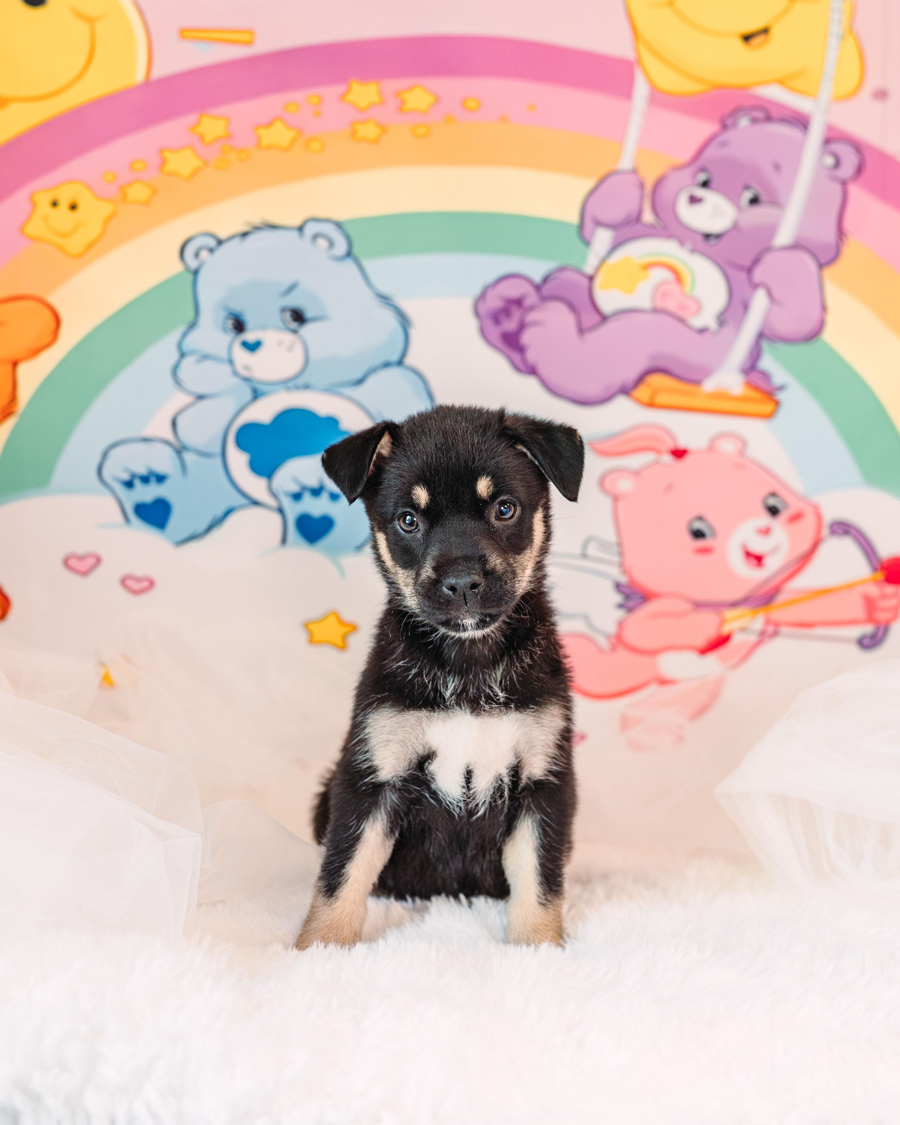 Wish, adoptable, Puppy Male German Shepherd Dog.