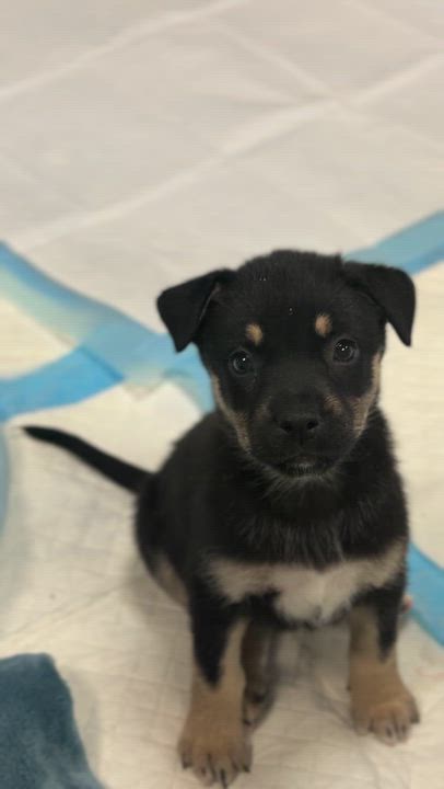 Enlarge Wish, an adoptable mixed breed in Avon, CT video 3/3