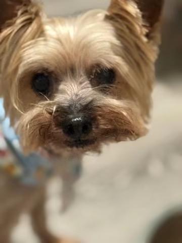 Mr. Bojangles, a ADOPTABLE Yorkshire Terrier in Matthews, NC image 2/4
