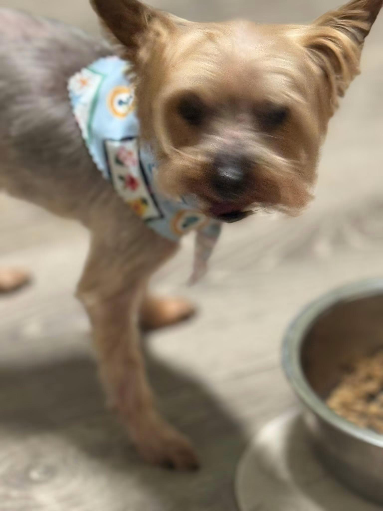 Mr. Bojangles, ADOPTABLE, Senior Male Yorkshire Terrier.