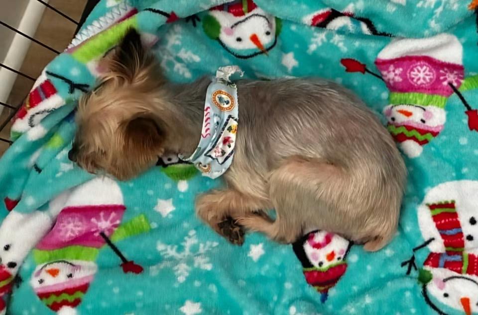 Mr. Bojangles, a ADOPTABLE Yorkshire Terrier in Matthews, NC image 4/4