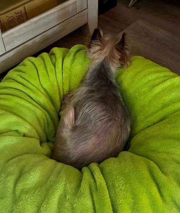 Mr. Bojangles, a ADOPTABLE Yorkshire Terrier in Matthews, NC image 3/4