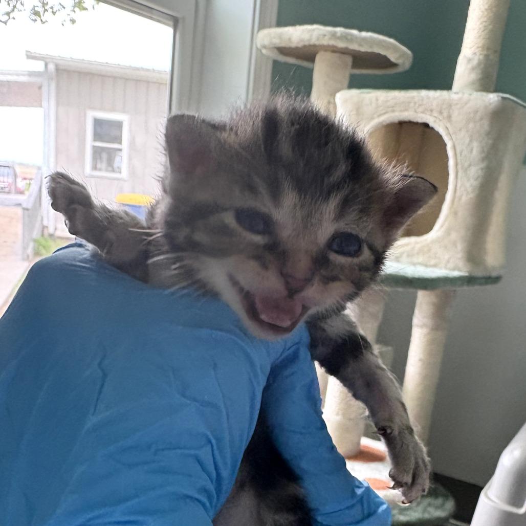 Enlarge Mittens, a Adoptable Domestic Short Hair in Muncie, IN image 1/2