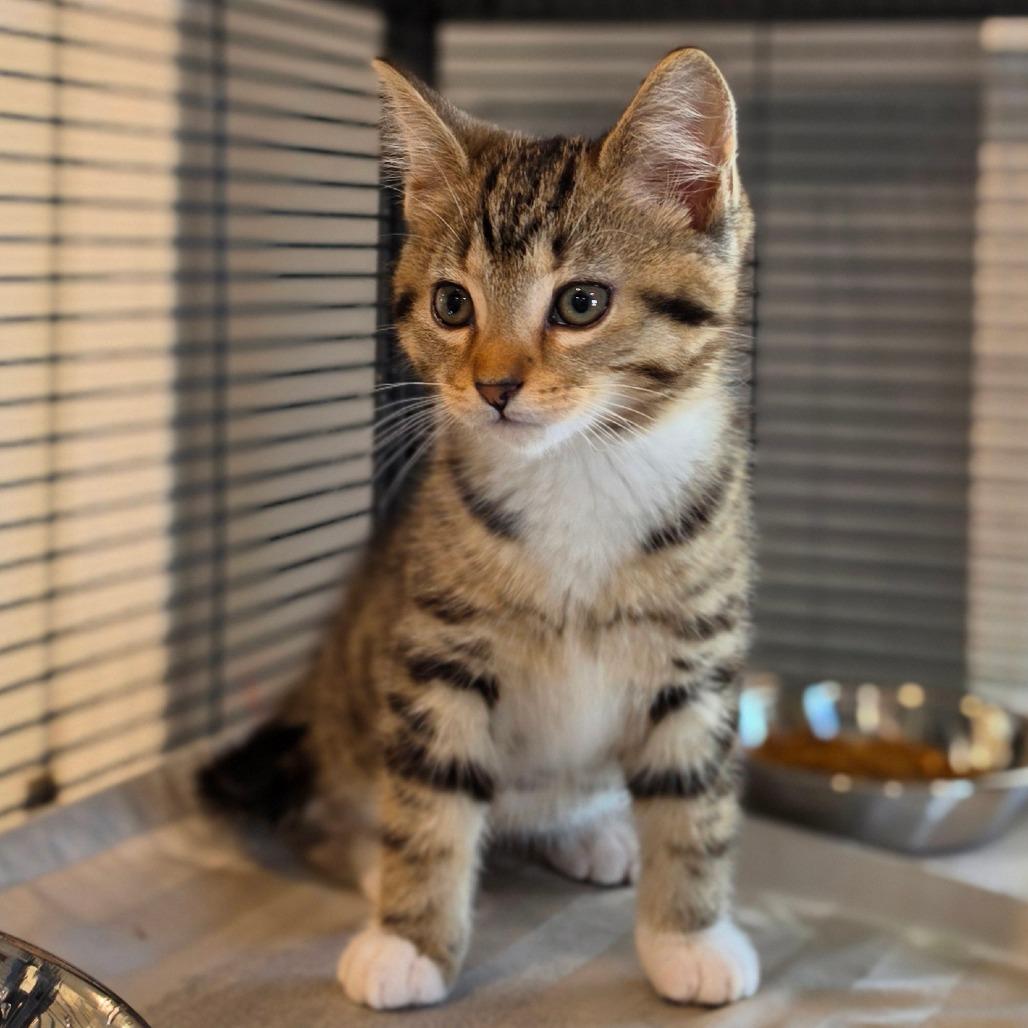 Enlarge Mittens, a Adoptable Domestic Short Hair in Muncie, IN image 2/2