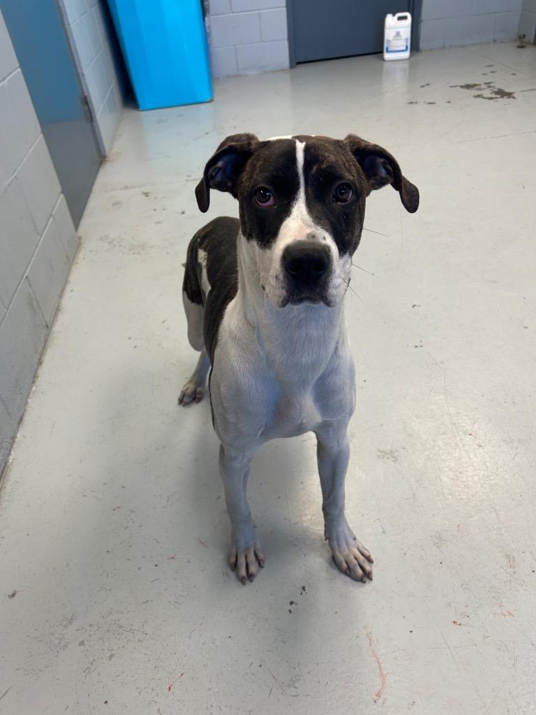 Atlas, Adoptable, Young Male Bull Terrier & Catahoula Leopard Dog.