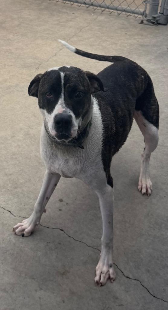 Atlas, a Adoptable mixed breed in Greenwood, MS image 2/2