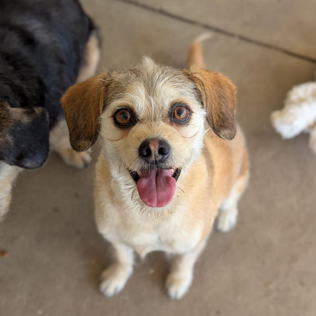 Emmy, adopted, Adult Female Border Terrier & Mixed Breed.