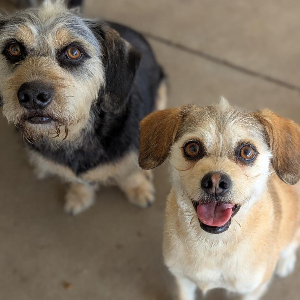 Enlarge Emmy, an adopted mixed breed in Ocala, FL image 2/6