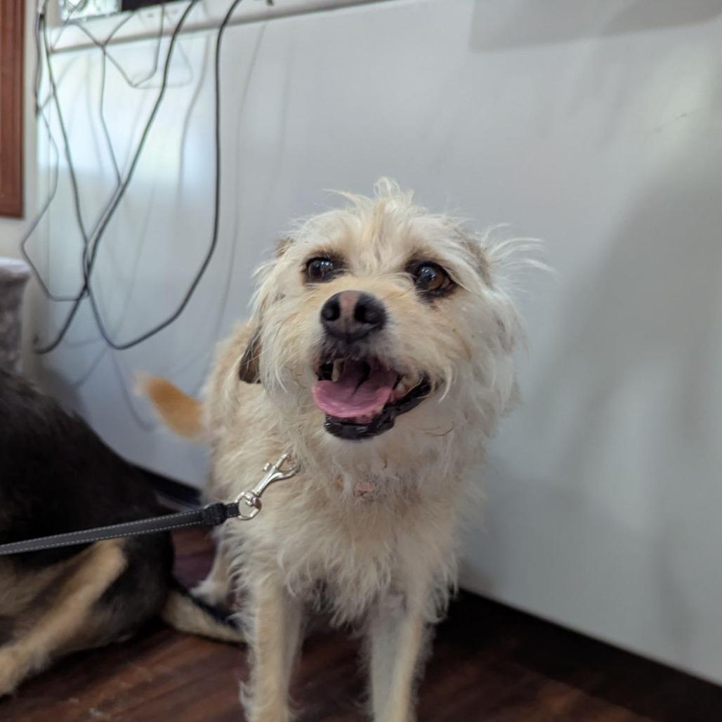 Enlarge Emmy, an adopted mixed breed in Ocala, FL image 3/6