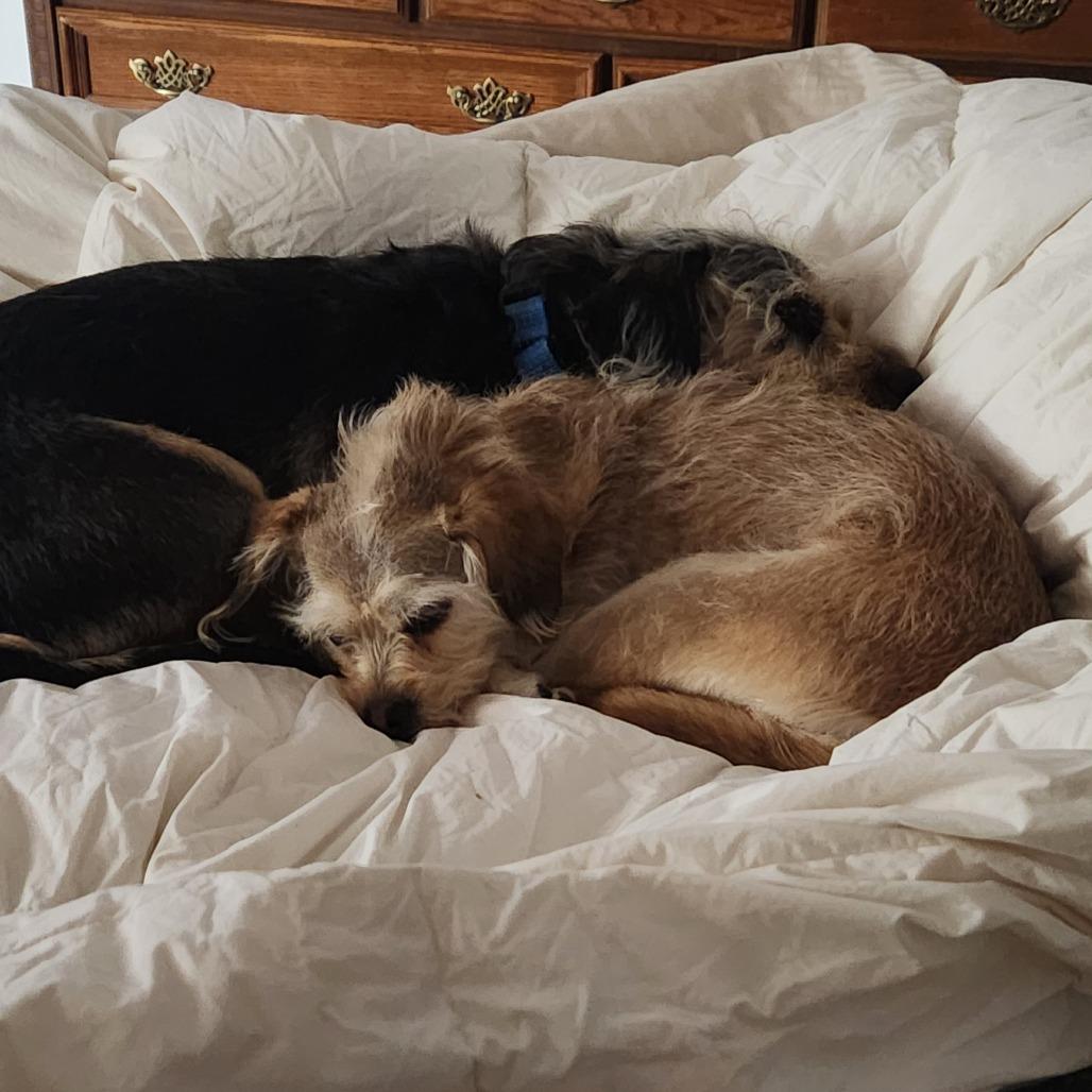 Enlarge Emmy, an adopted mixed breed in Ocala, FL image 5/6