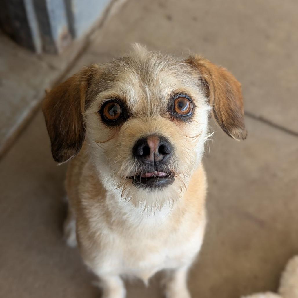 Enlarge Emmy, an adopted mixed breed in Ocala, FL image 6/6