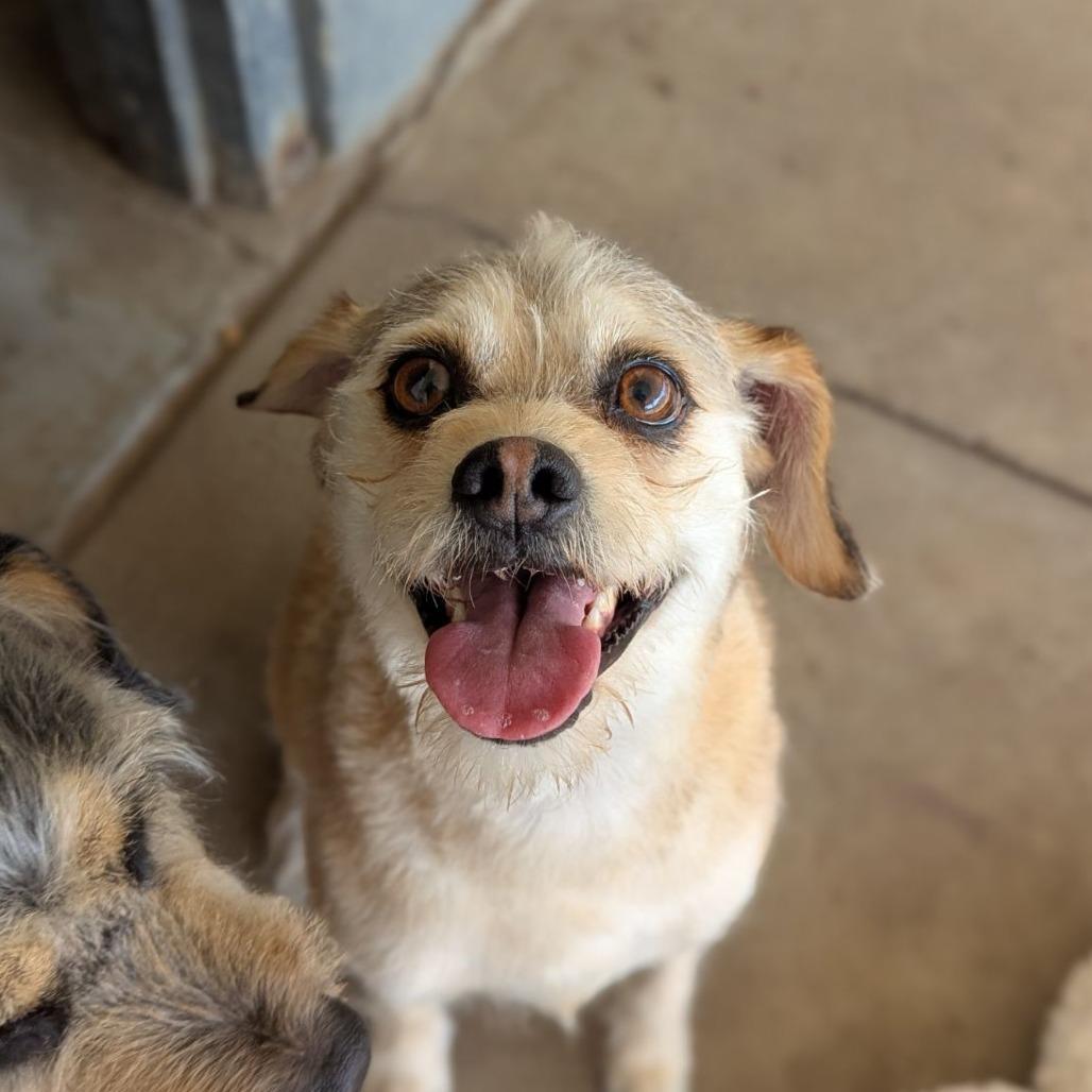 Enlarge Emmy, an adopted mixed breed in Ocala, FL image 4/6