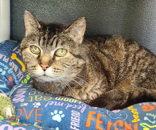 Enlarge 7081 Lady Olena, a Adoptable Domestic Short Hair in Lake City, MI image 1/1