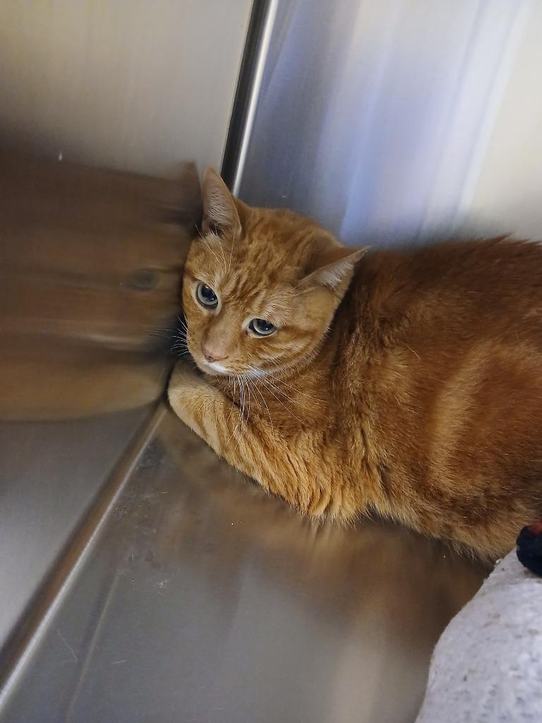 Enlarge Niko, a Adoptable mixed breed in Coupeville, WA image 1/2