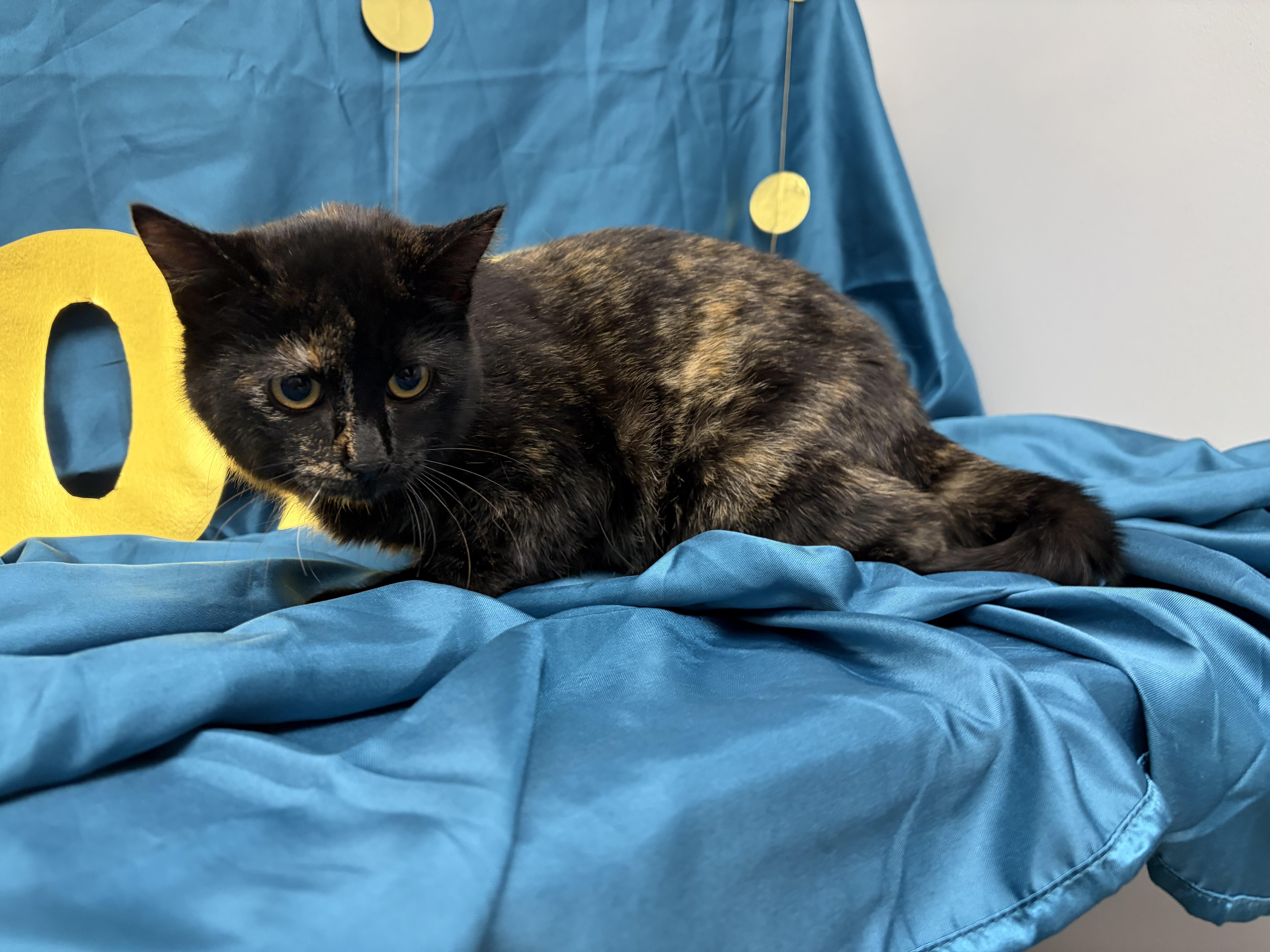 Pepper, a ADOPTABLE Domestic Short Hair in Lemont, IL image 4/5