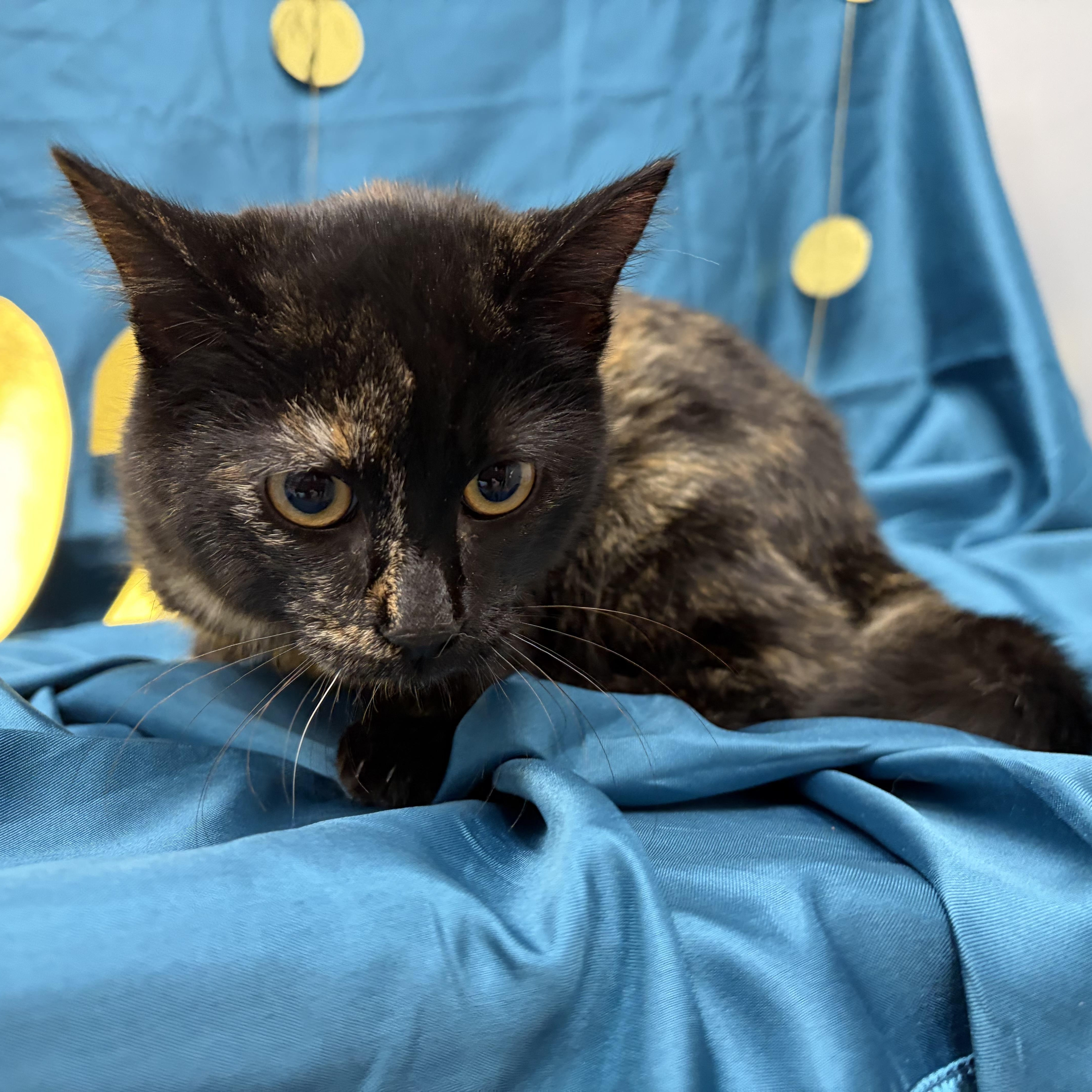 Pepper, a ADOPTABLE Domestic Short Hair in Lemont, IL image 5/5