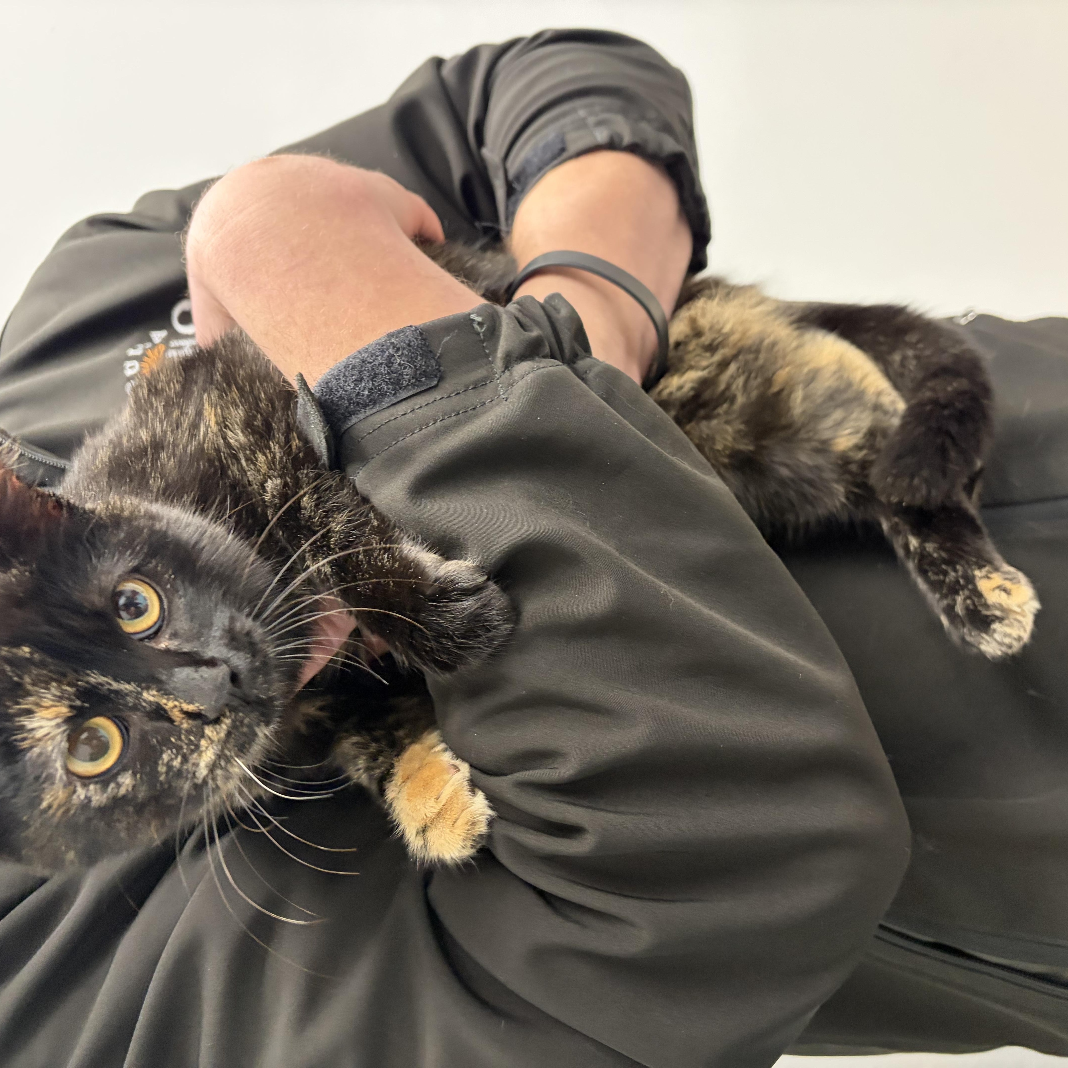 Pepper, a ADOPTABLE Domestic Short Hair in Lemont, IL image 2/5