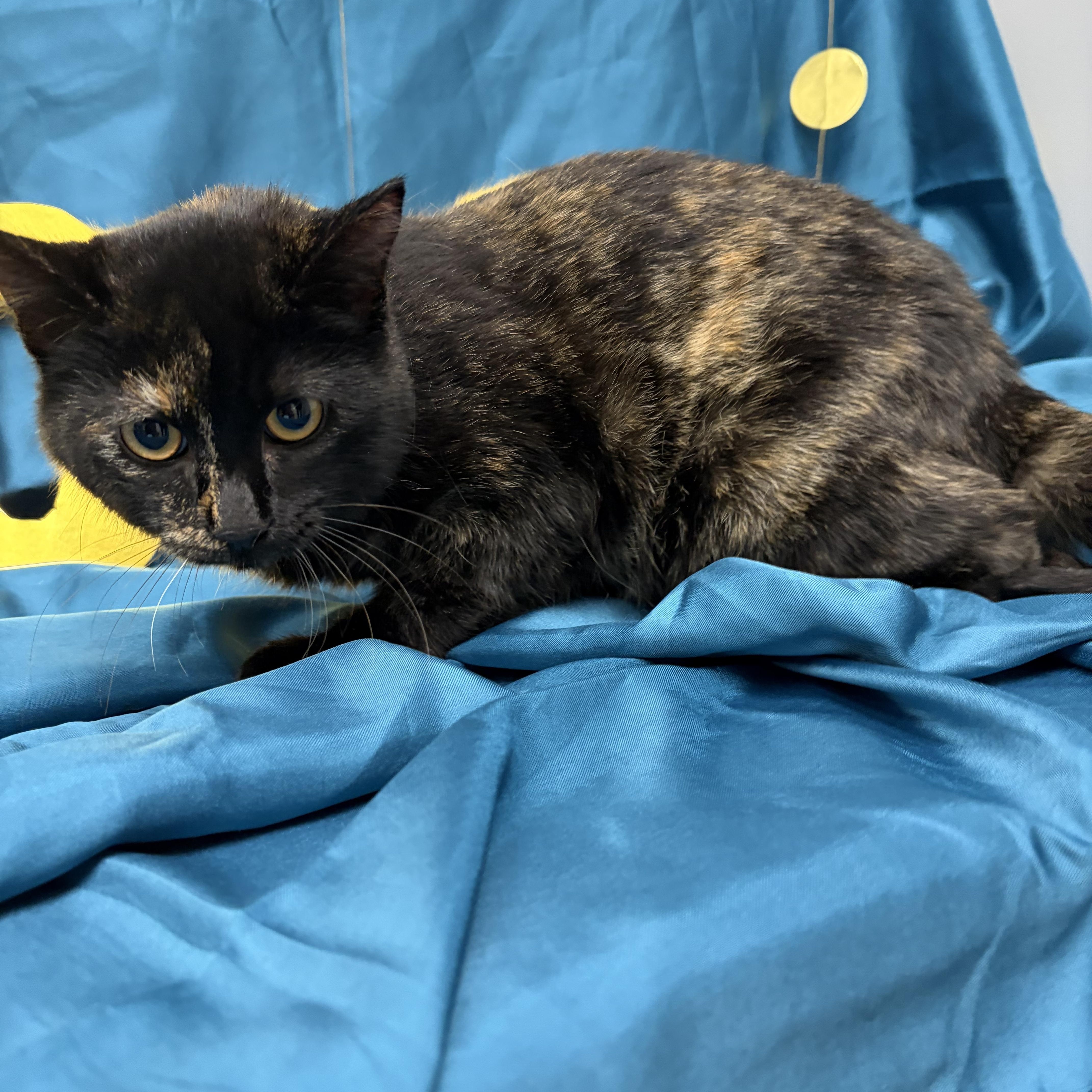 Pepper, a ADOPTABLE Domestic Short Hair in Lemont, IL image 3/5