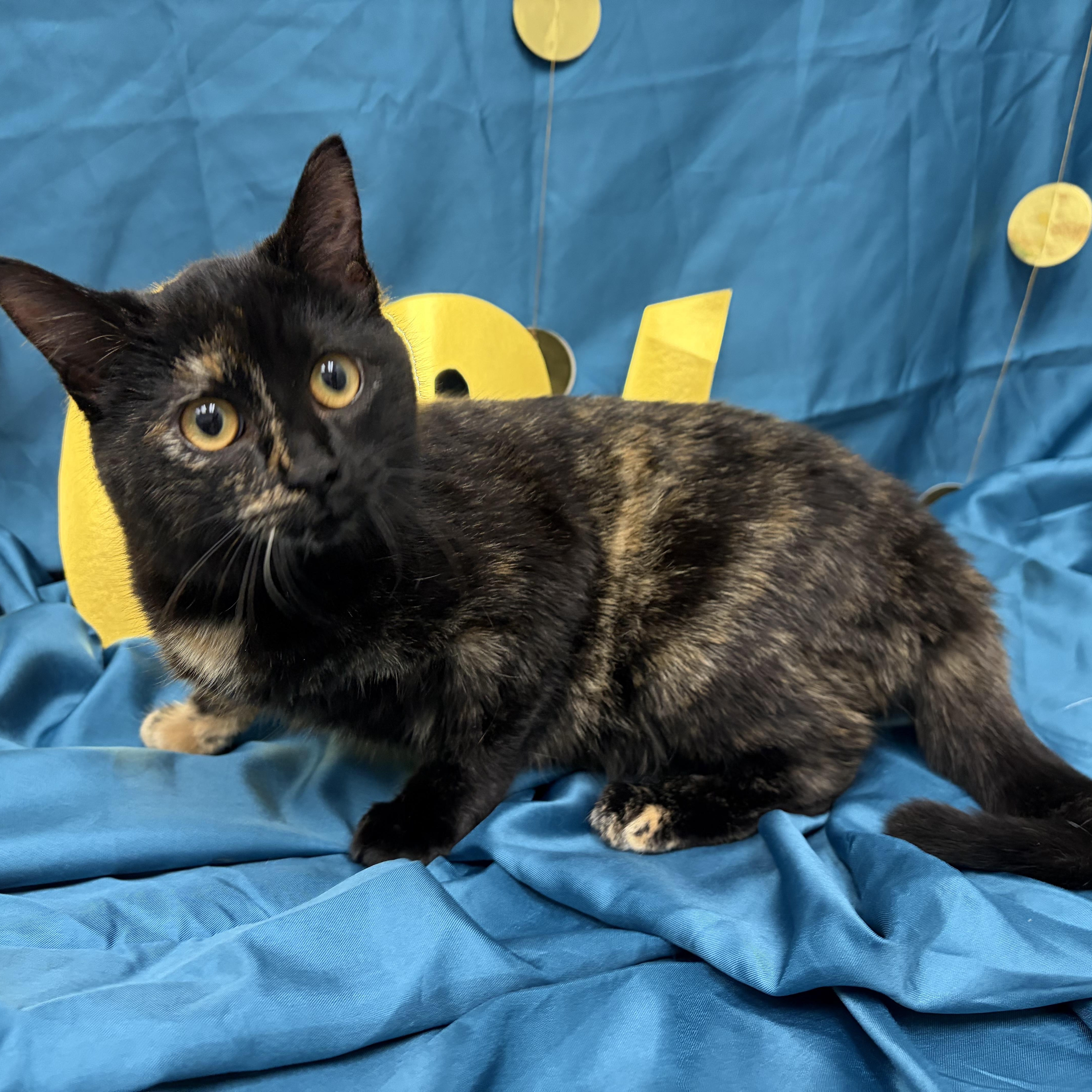 Pepper, ADOPTABLE, Young Female Domestic Short Hair.