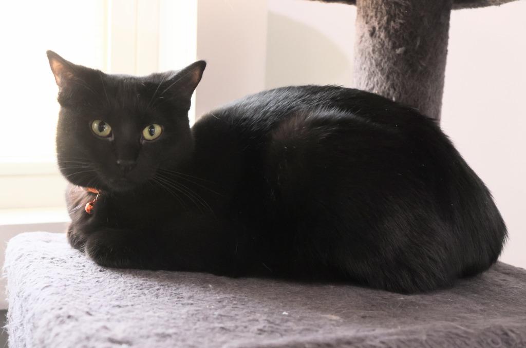 Button * IN FOSTER *, Adoptable, Young Female Domestic Short Hair.