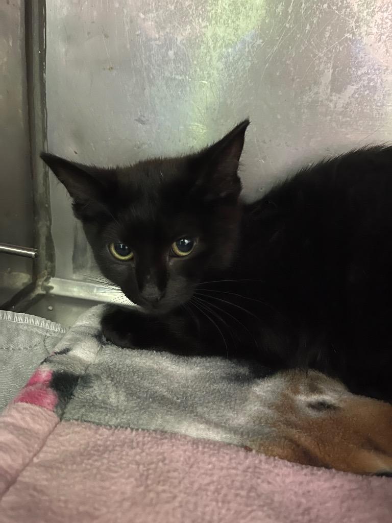 Button * IN FOSTER *, a Adoptable mixed breed in South Bend, IN image 2/2