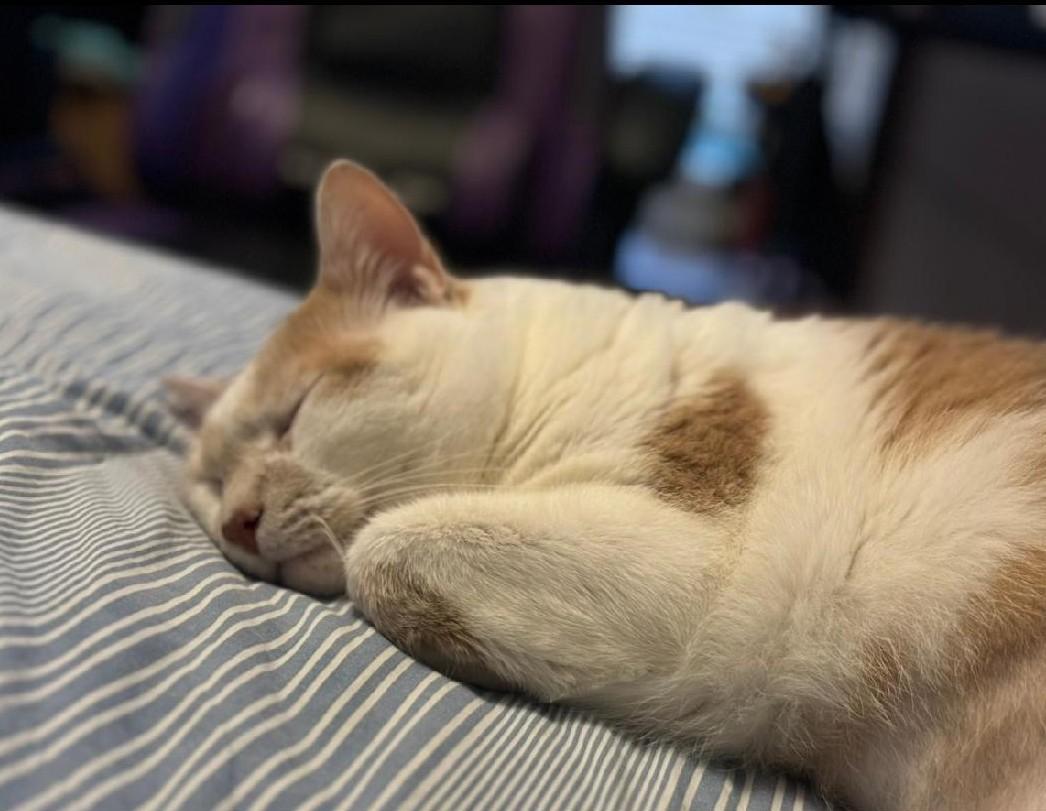 Zuko
