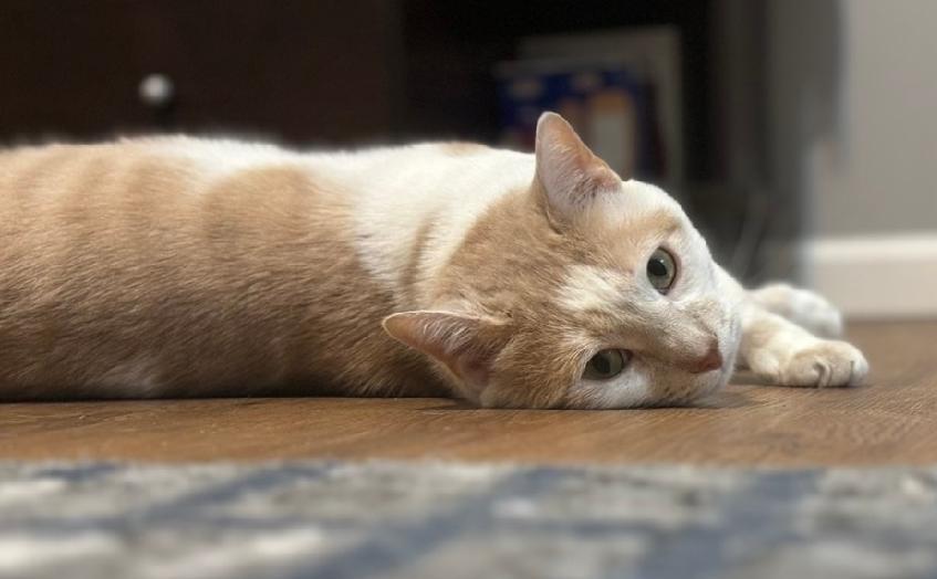 Zuko