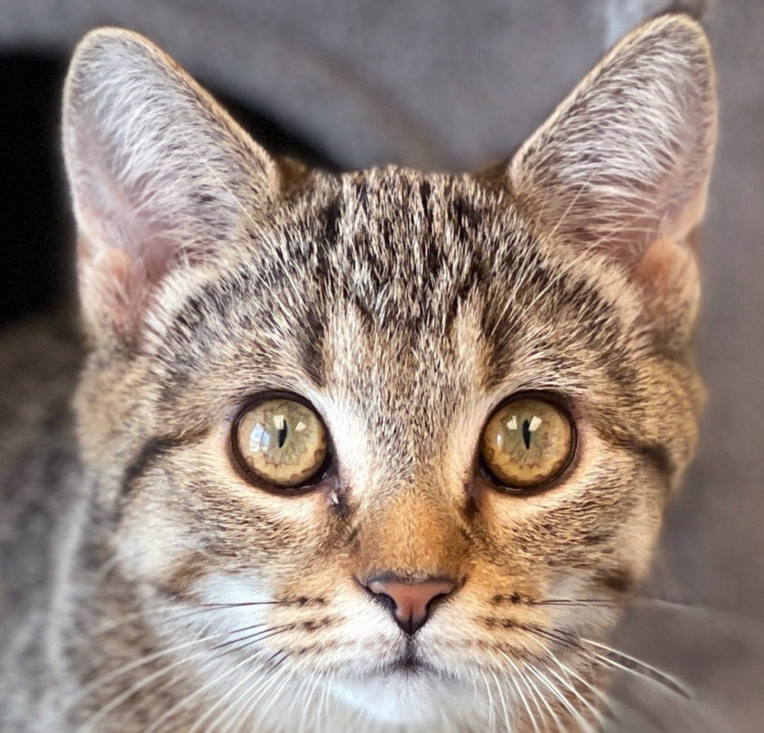 Suki