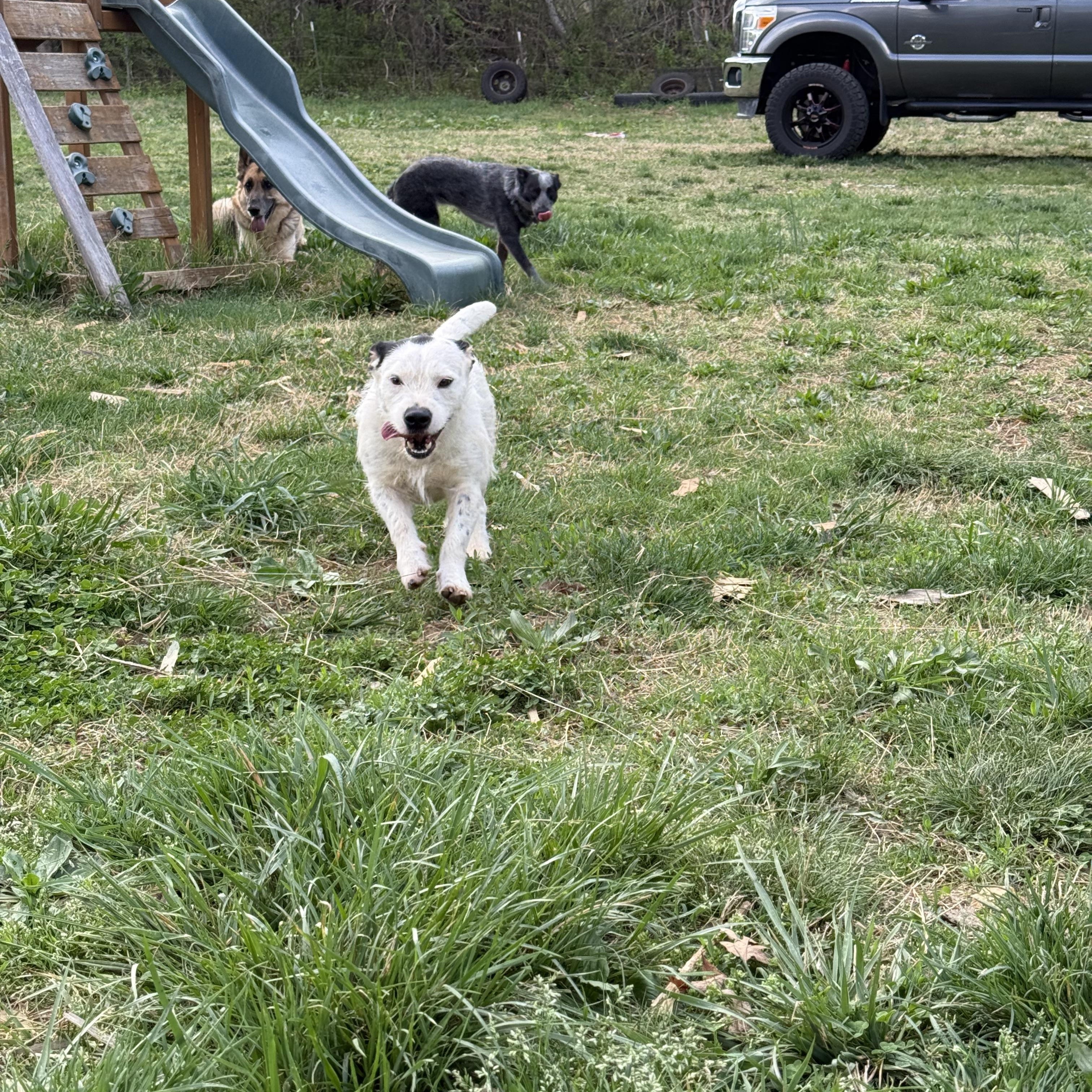 Enlarge Muffin, a Adoptable mixed breed in Greensboro, NC image 3/6