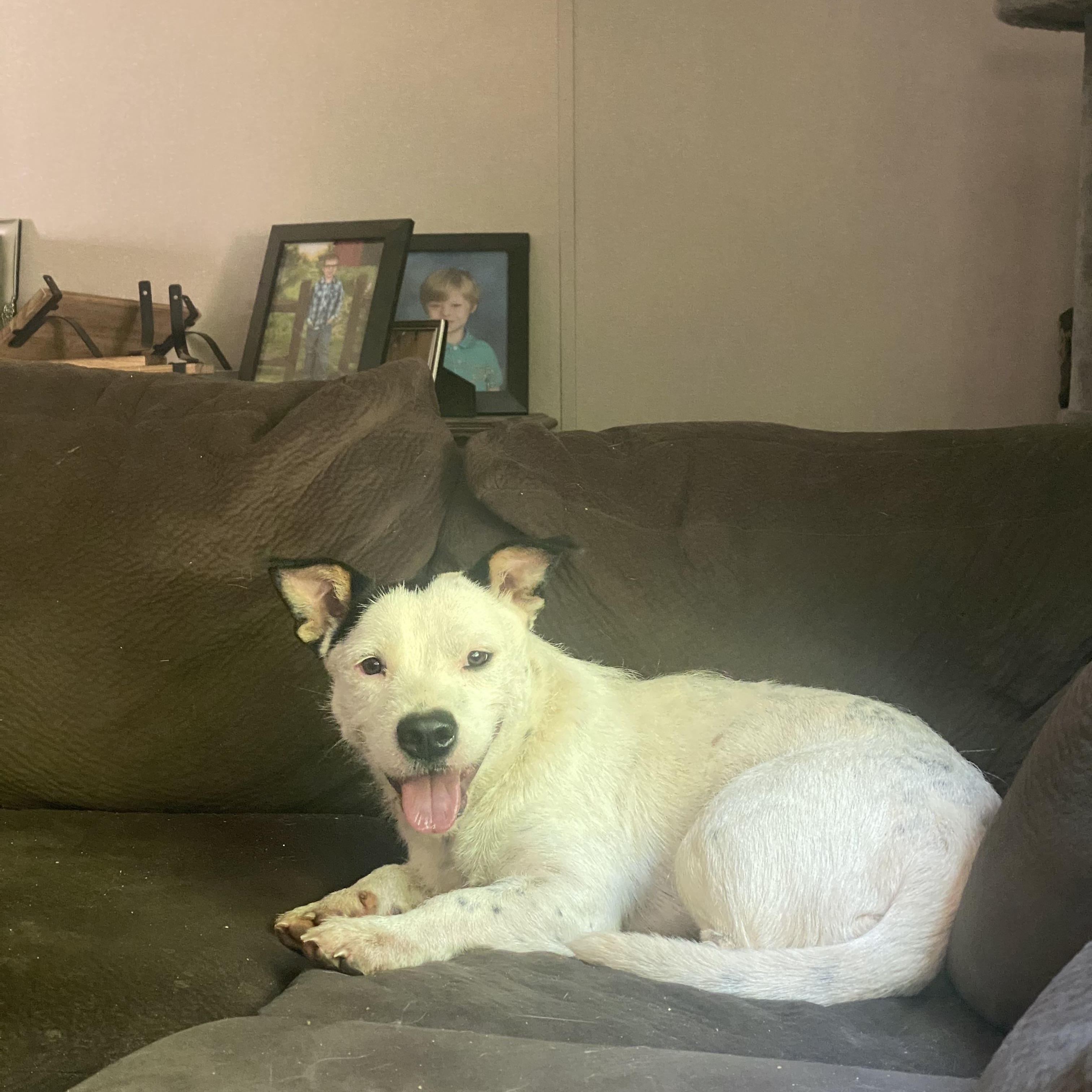 Enlarge Muffin, a Adoptable mixed breed in Greensboro, NC image 2/6