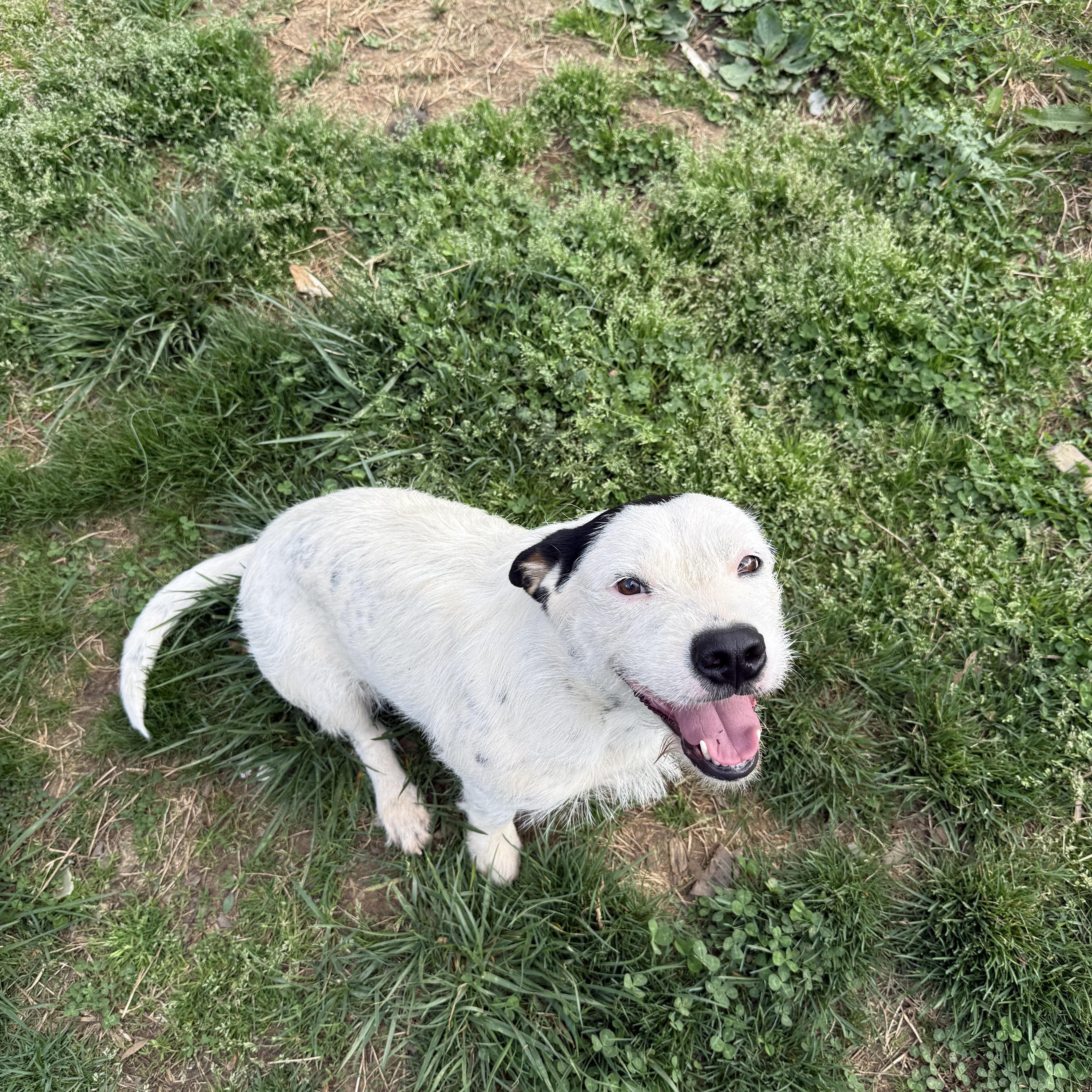Enlarge Muffin, a Adoptable mixed breed in Greensboro, NC image 4/6