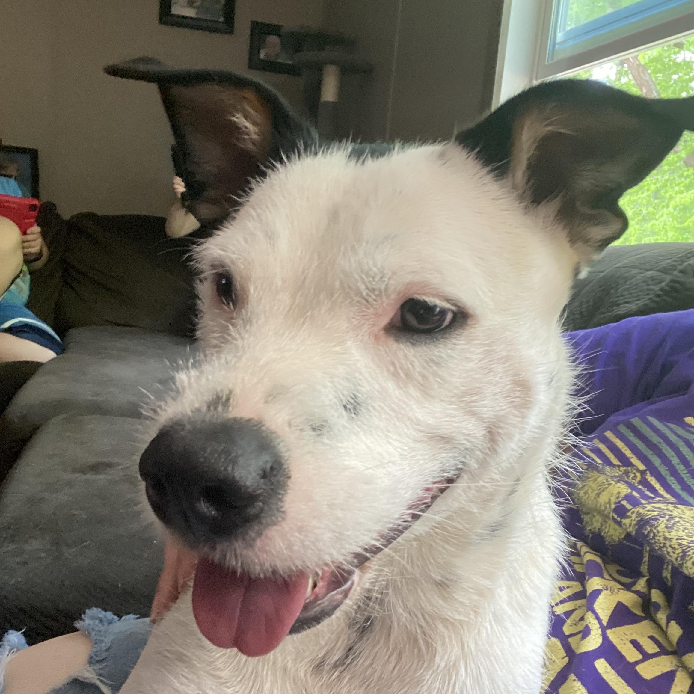 Enlarge Muffin, a Adoptable mixed breed in Greensboro, NC image 5/6