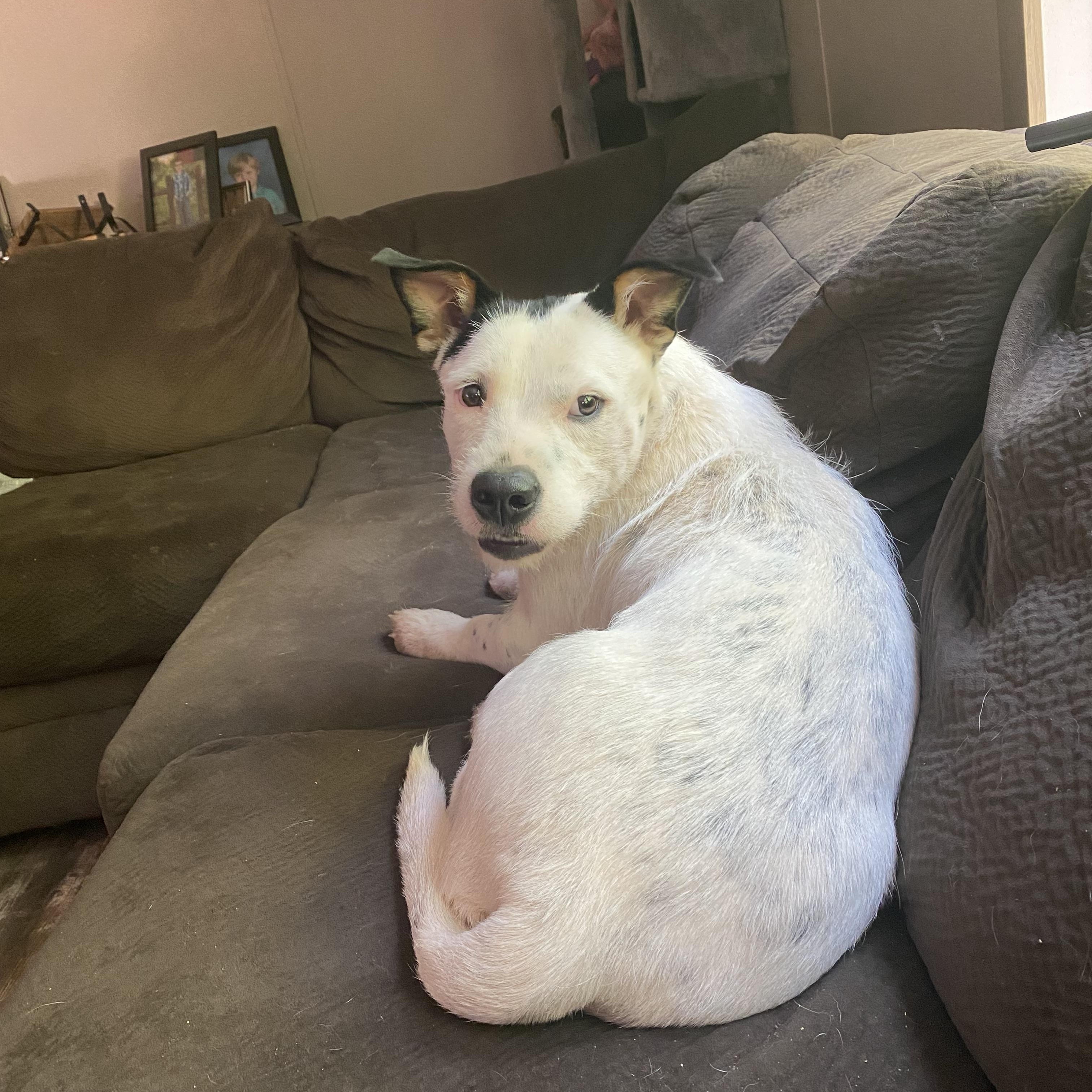 Enlarge Muffin, a Adoptable mixed breed in Greensboro, NC image 1/6