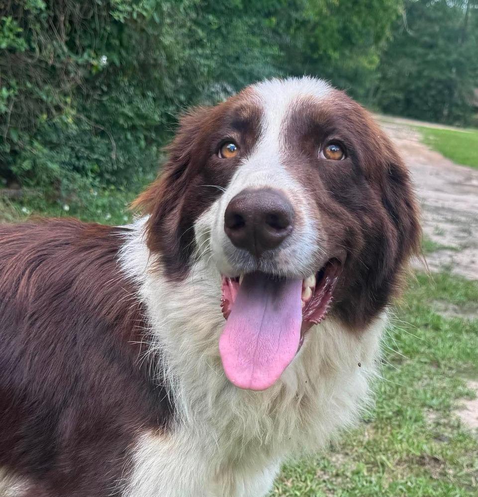Sharon, Adopted, Young Female English Springer Spaniel.
