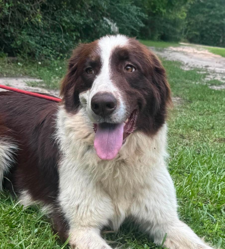 Sharon, a Adopted mixed breed in Syracuse, NY image 2/6