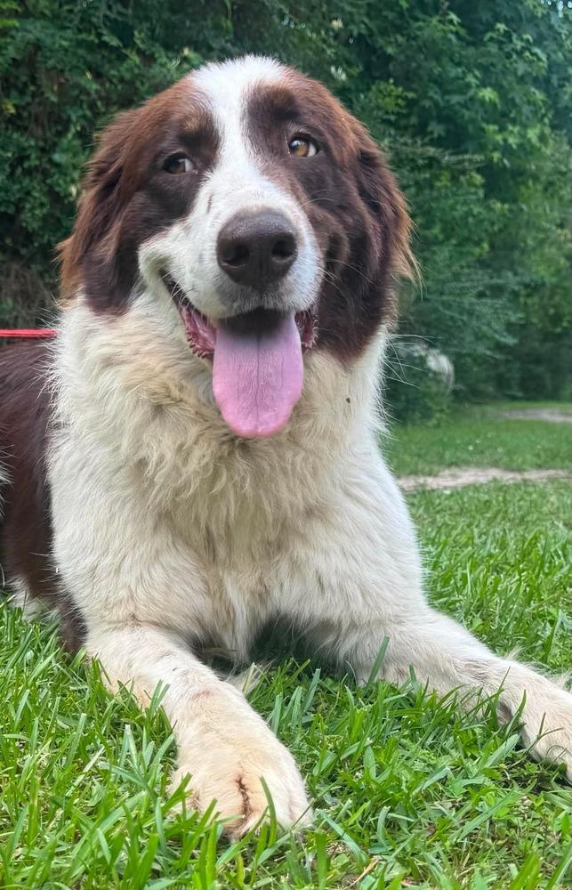 Sharon, a Adopted mixed breed in Syracuse, NY image 4/6