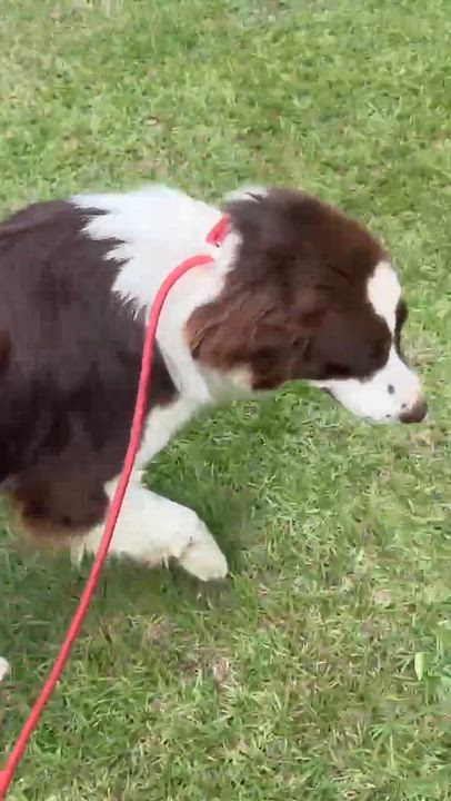 Enlarge Sharon, a Adopted mixed breed in Syracuse, NY video 5/6