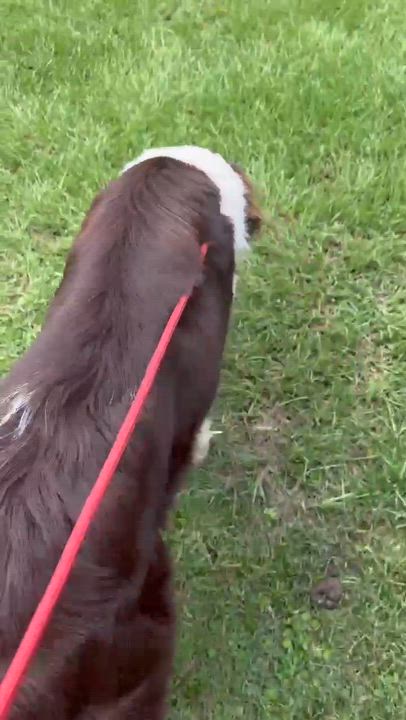 Enlarge Sharon, a Adopted mixed breed in Syracuse, NY video 6/6