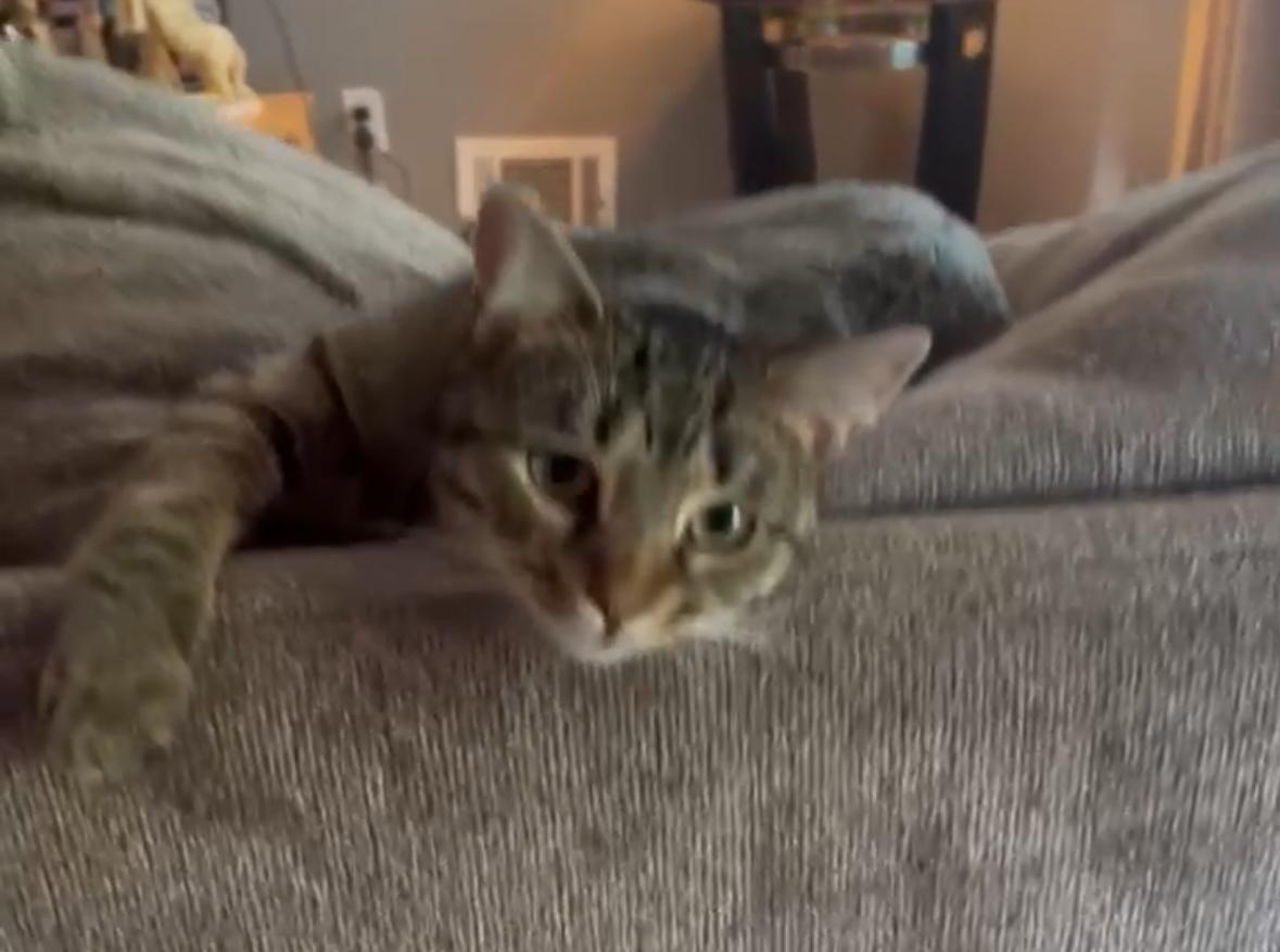 Zoey ( adorable Tabby)