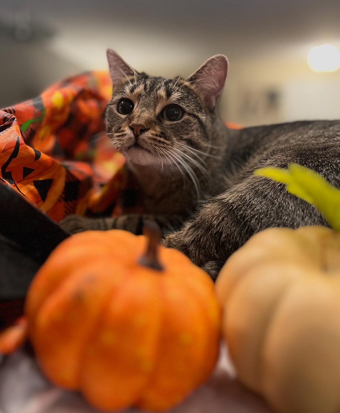 Zoey ( adorable Tabby), Adoptable, Young Female American Shorthair.