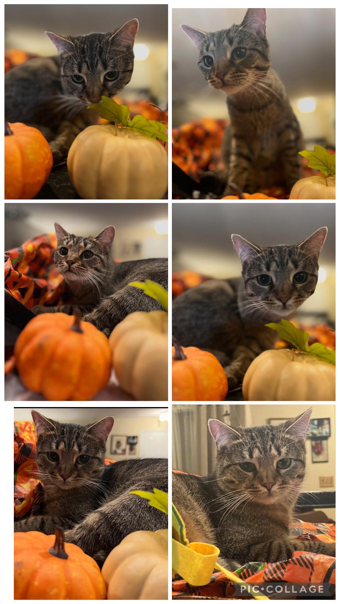 Enlarge Zoey ( adorable Tabby), a Adoptable Domestic Short Hair in Staten Island, NY image 5/6