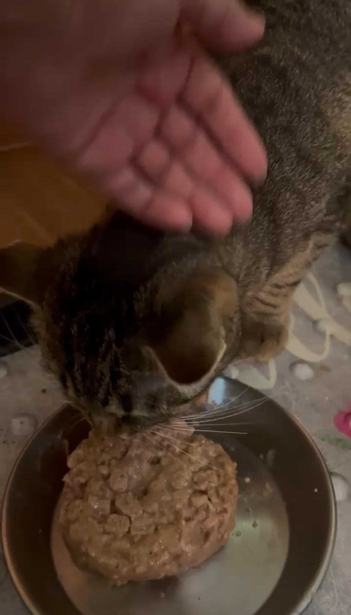 Zoey ( adorable Tabby)