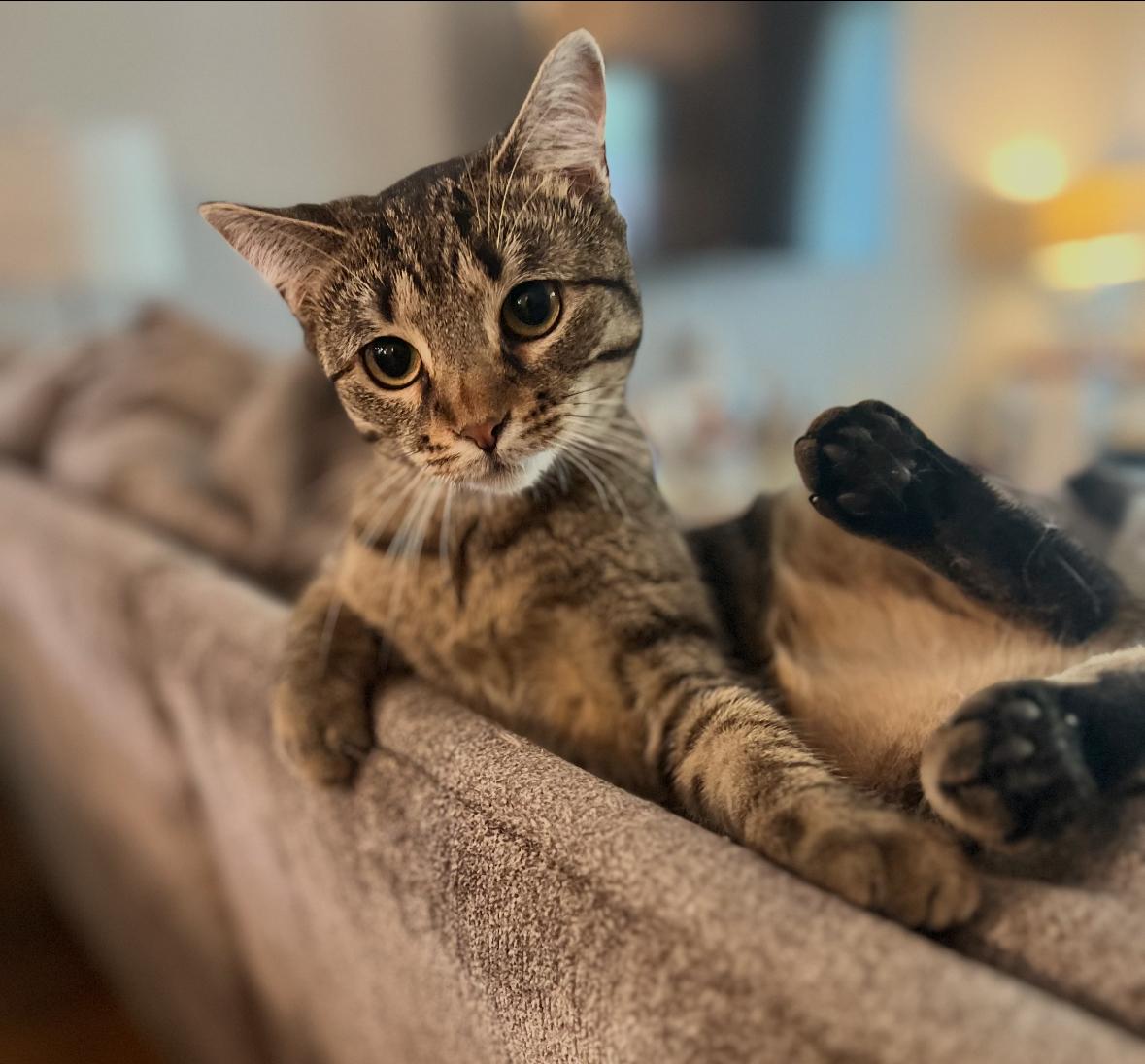 Zoey ( adorable Tabby), a Adoptable American Shorthair in Staten Island, NY image 2/6