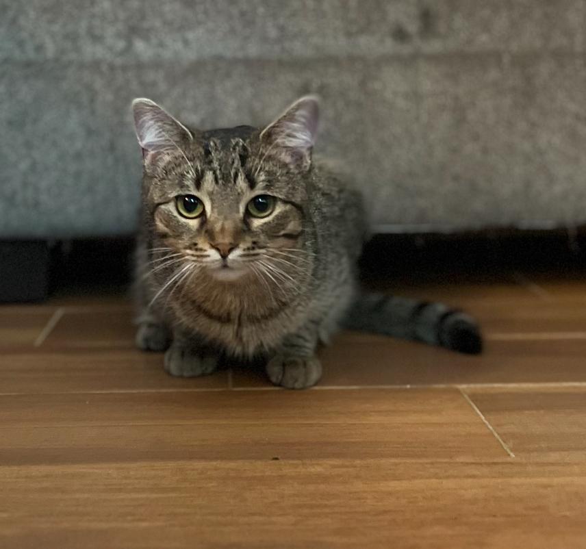 Zoey ( adorable Tabby)
