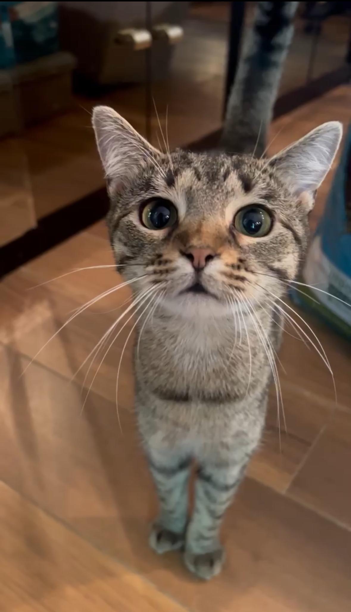 Zoey ( adorable Tabby), a Adoptable American Shorthair in Staten Island, NY image 5/6