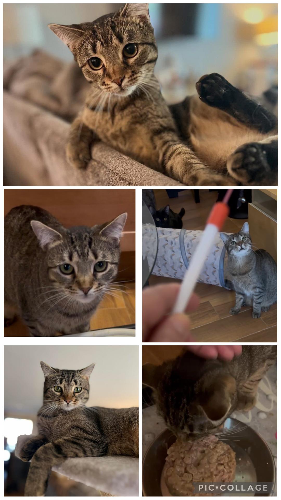 Enlarge Zoey ( adorable Tabby), a Adoptable Domestic Short Hair in Staten Island, NY image 6/6