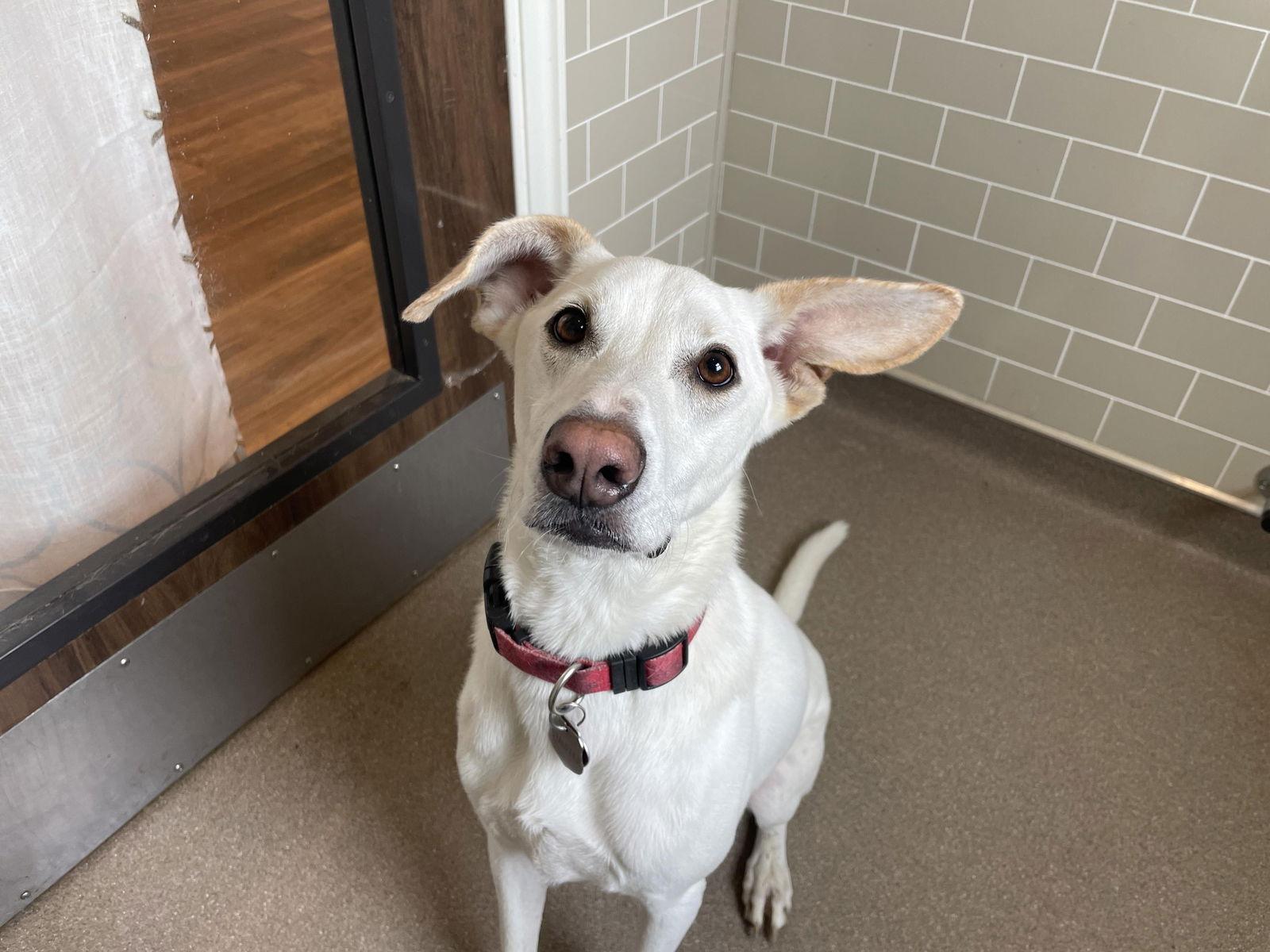 Mason, Adoptable, Young Male Labrador Retriever & Whippet.