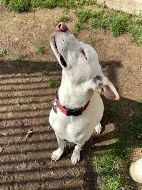 Mason, a Adoptable mixed breed in Shillington, PA image 2/3