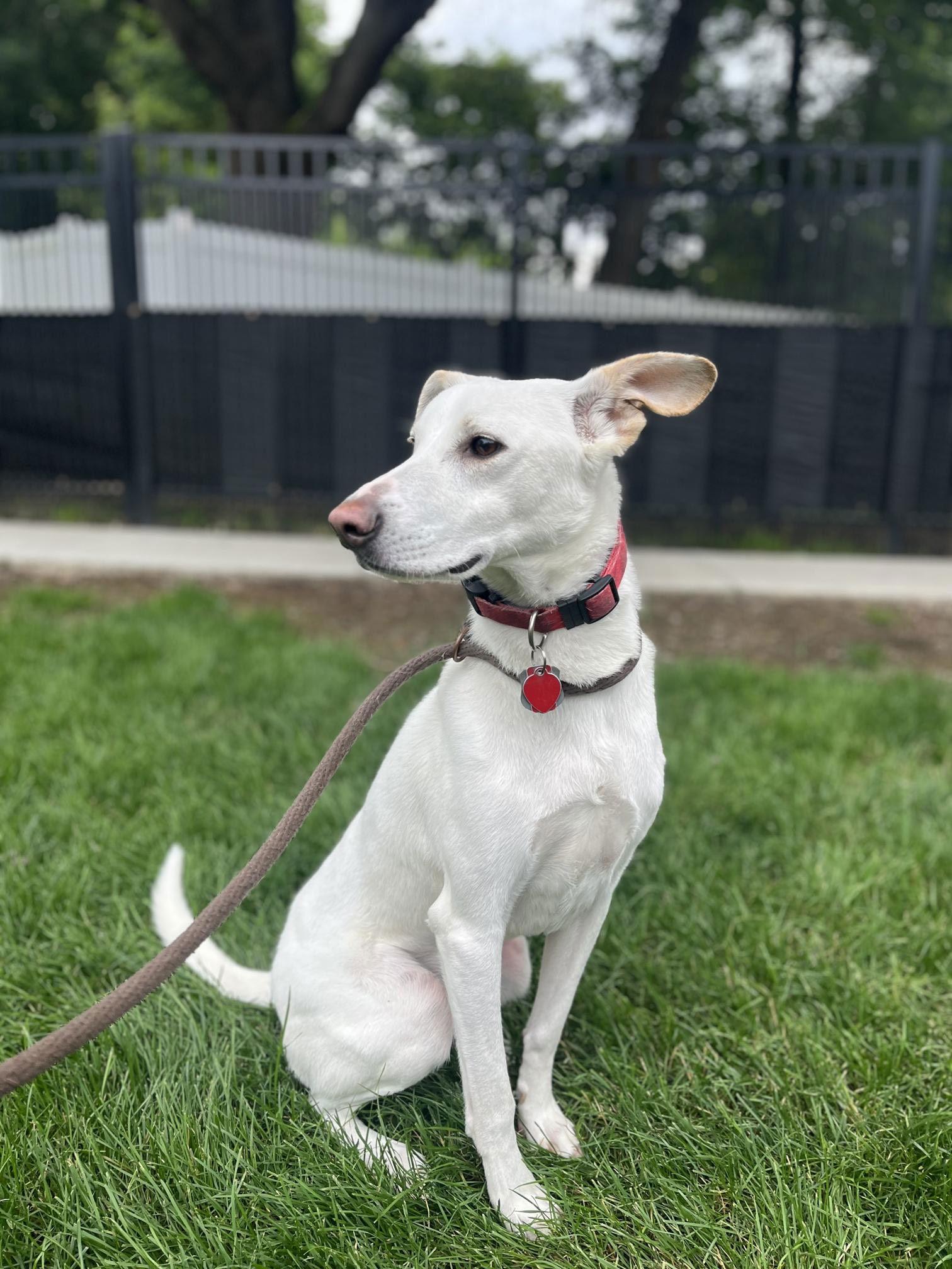 Mason, a Adoptable mixed breed in Shillington, PA image 3/3